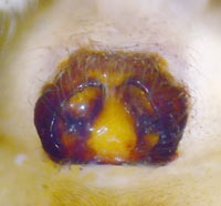 Allagelena gracilens