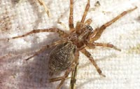Allagelena gracilens