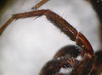 Alopecosa accentuata