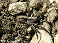 Alopecosa accentuata