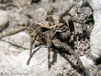 Alopecosa accentuata