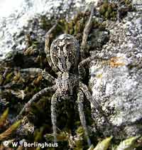 Alopecosa accentuata