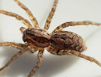 Alopecosa accentuata