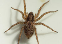 Alopecosa accentuata