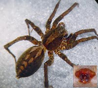 Alopecosa accentuata