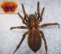 Alopecosa accentuata