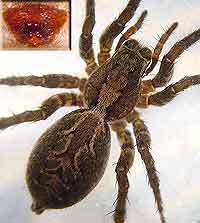Alopecosa accentuata