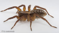 Alopecosa aculeata