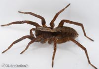 Alopecosa aculeata