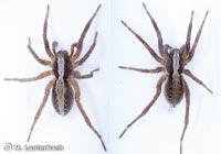Alopecosa aculeata