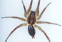 Alopecosa aculeata