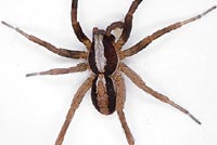 Alopecosa aculeata