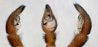 Alopecosa aculeata