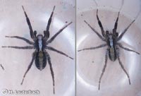 Alopecosa barbipes
