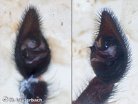 Alopecosa barbipes