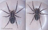 Alopecosa barbipes
