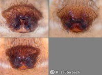 Alopecosa barbipes