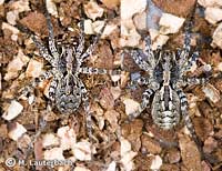 Alopecosa barbipes