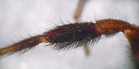 Alopecosa barbipes