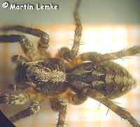 Alopecosa barbipes