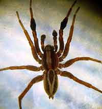 Alopecosa cuneata