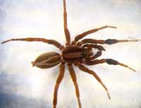 Alopecosa cuneata