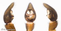 Alopecosa cuneata