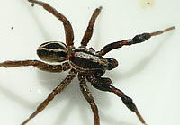 Alopecosa cuneata