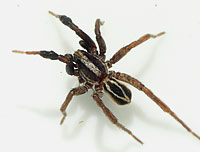 Alopecosa cuneata