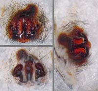 Alopecosa fabrilis