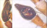 Alopecosa fabrilis