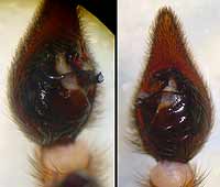 Alopecosa fabrilis