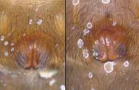 Alopecosa inquilina