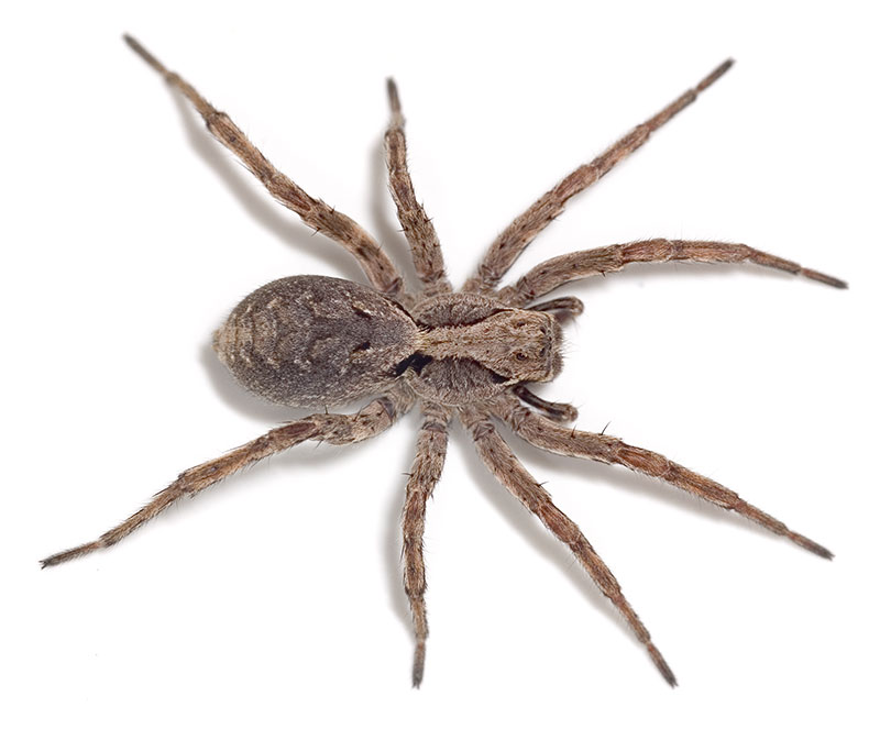 Alopecosa_inquilina_5_1024.jpg