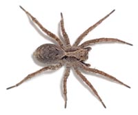 Alopecosa inquilina