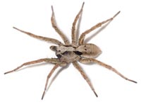 Alopecosa inquilina