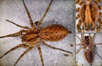 Alopecosa inquilina