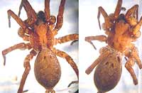 Alopecosa inquilina