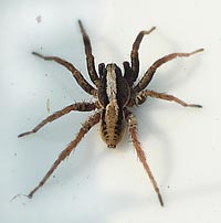 Alopecosa pulverulenta