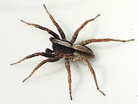 Alopecosa pulverulenta
