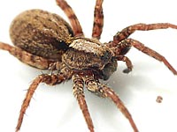 Alopecosa pulverulenta