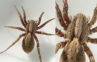 Alopecosa pulverulenta