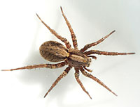 Alopecosa pulverulenta
