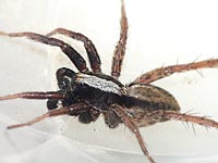 Alopecosa pulverulenta