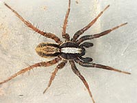 Alopecosa pulverulenta