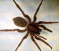 Alopecosa pulverulenta