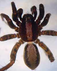 Alopecosa pulverulenta
