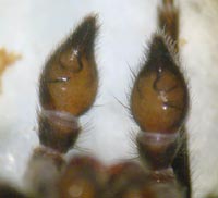 Alopecosa pulverulenta
