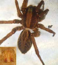 Alopecosa pulverulenta