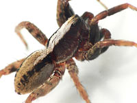 Alopecosa pulverulenta